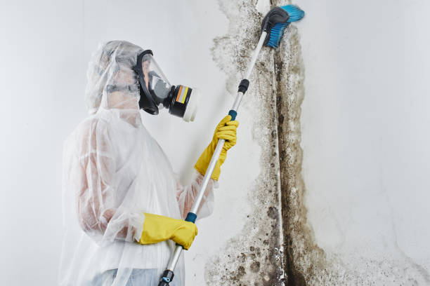 Best Commercial Mold Removal  in Vallejo, CA