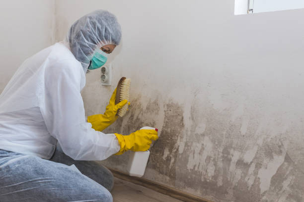Best Certified Mold Removal  in Vallejo, CA