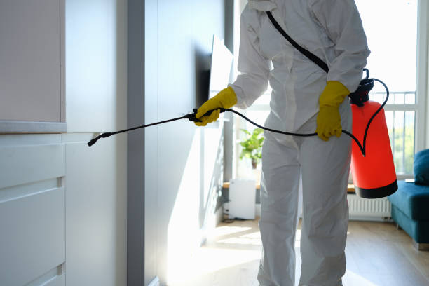 Best Emergency Mold Removal  in Vallejo, CA