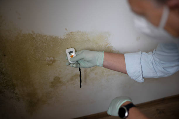 Best Certified Mold Removal  in Vallejo, CA