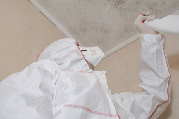 Best Toxic Mold Removal  in Vallejo, CA