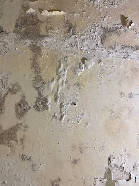 Best Residential Mold Removal  in Vallejo, CA