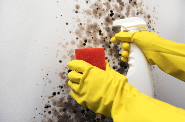 Mold Removal Process in Vallejo, CA