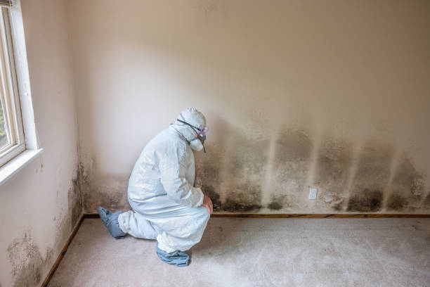 Best Mold Inspection  in Vallejo, CA