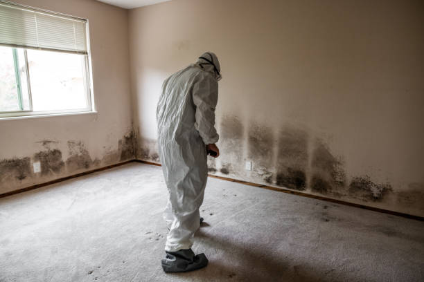 Best Mold Testing  in Vallejo, CA