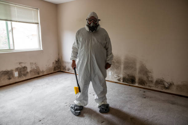 Best Mold Removal Specialists  in Vallejo, CA