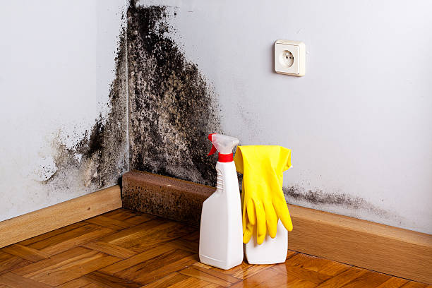 Best Office Mold Removal Services  in Vallejo, CA