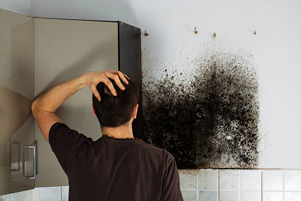 Mold Testing and Removal in Vallejo, CA