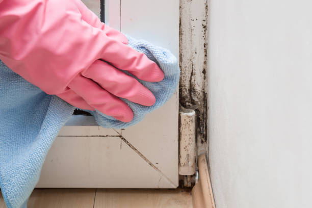 Best Mold Removal Process  in Vallejo, CA